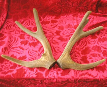 鹿茸的进补功效 鹿茸可进行生精补髓