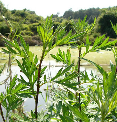 如何温肺 肺寒体寒用艾草泡脚效果好