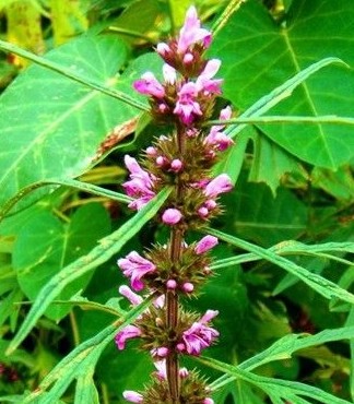 益母草的用法用量与功能主治有哪些