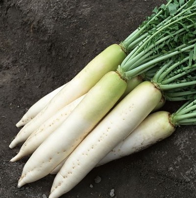 吃中药不能吃什么 温补中药忌白萝卜