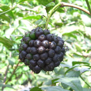 刺五加植物长什么样 刺五加植物形态与功能