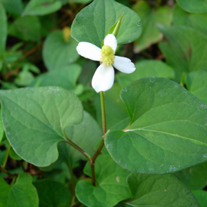 如何消暑 消暑美食剁椒炒鱼腥草健康又美味