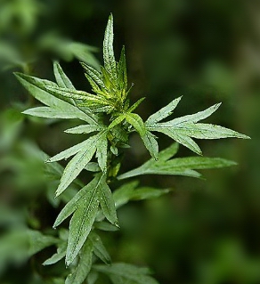 如何止血 艾叶的止血功效与泡酒作用