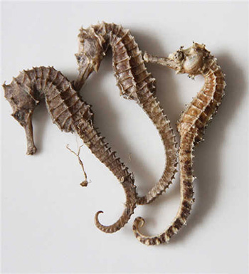 海马的功效与作用  教你如何鉴别海马