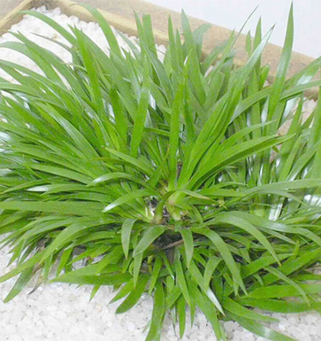 石菖蒲的功效与作用 石菖蒲的药理作用