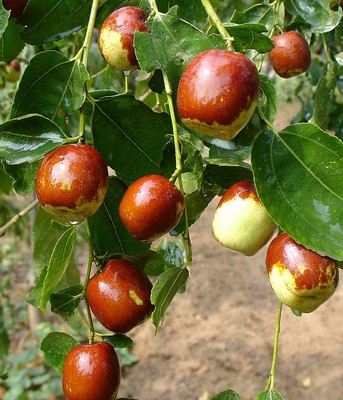 红枣怎么吃 几种红枣养生食谱