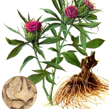 白术祛斑效果怎么样 白术的功效与作用