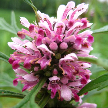 益母草是治疗妇产科疾病的传统药物