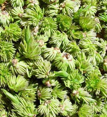 喝杜仲茶要注意些什么 有什么副作用