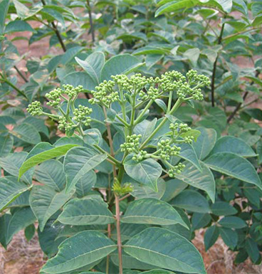 吴茱萸的功效与作用 吴茱萸正确的用法