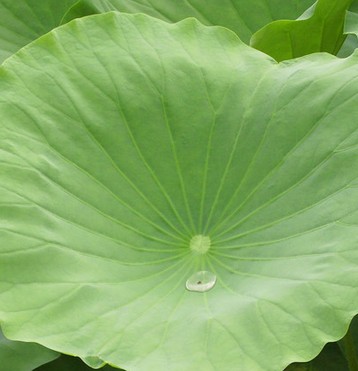 中药美容功效 4大古代养颜美容秘方