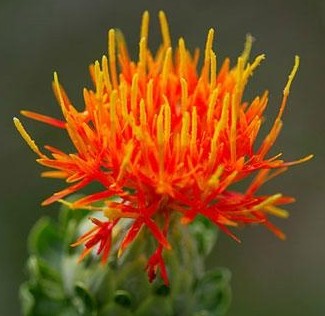 中药红花对女性康复调理有哪些好处