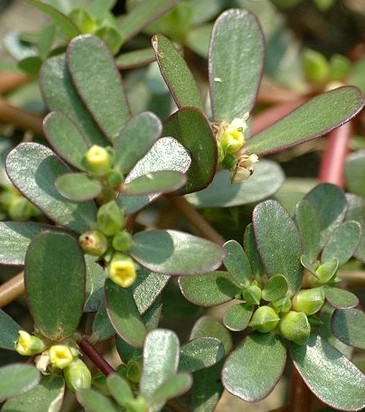 马齿苋的功效与作用 功能凉血止血