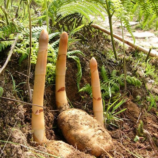 如何食补 天麻炖鸡的传统做法与功效