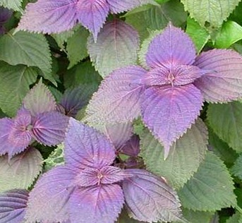 预防感冒的中药方 党参苏叶粥散寒防感