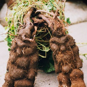 如何长黑发 黑芝麻加何首乌有利于长黑发