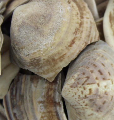 海蛤壳的功效特点 海蛤壳的药方及配伍应用