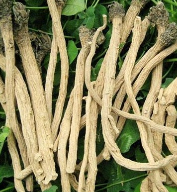 盲目滥服板蓝根的危害有哪些