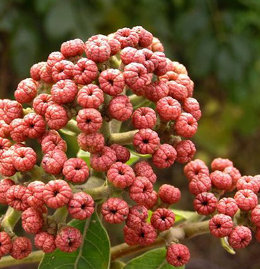 吴茱萸的功效与作用 吴茱萸正确的用法