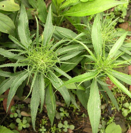 白术治疗脾虚泄泻 白术用药禁忌