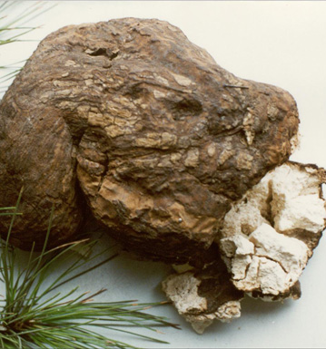 猪苓的功效与作用 猪苓常用的中医选方