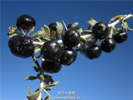 黑枸杞的功效与作用以及食用方法