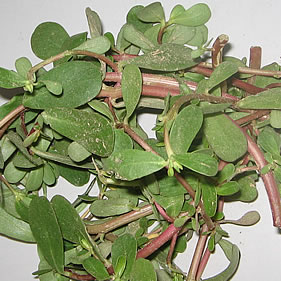 如何清热解毒 中药马齿苋经常食用清热解毒