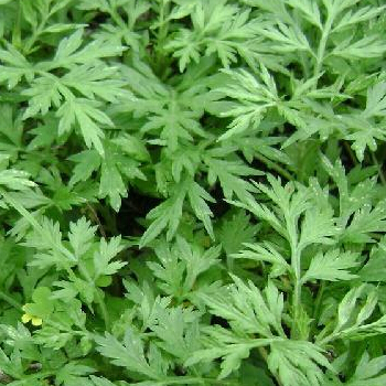 夏季如何驱蚊 夏季天然驱蚊法艾草驱蚊