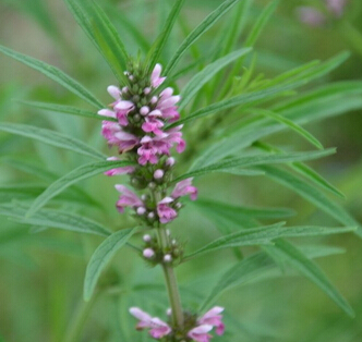 调理痛经的中草药 当归益母草去淤血