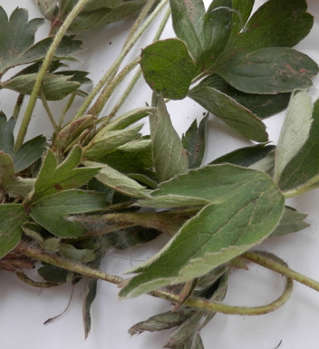 白头翁的功效与作用 白头翁的中药附方