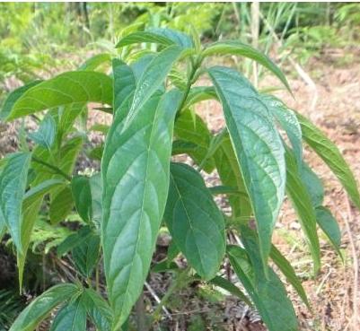 板蓝根有什么功效 板蓝根的功效与作用介绍