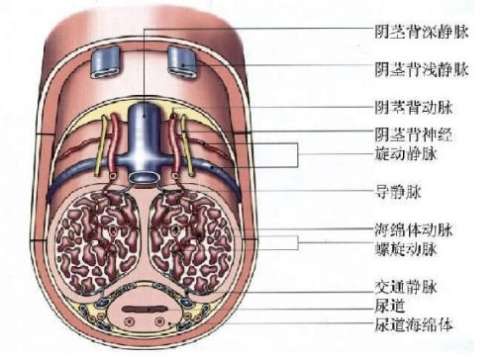 阴茎.jpg 阴茎.jpg