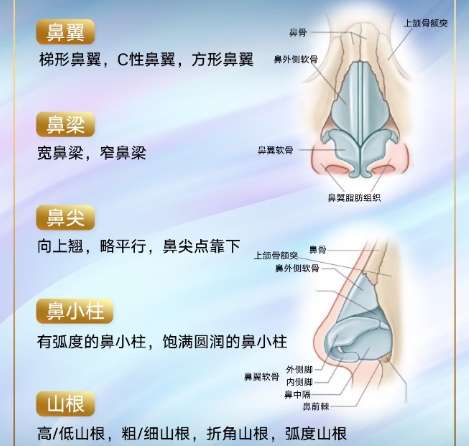 鼻子
