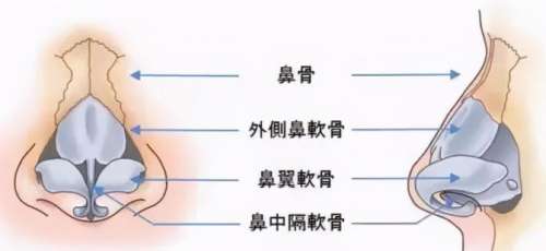 鼻子