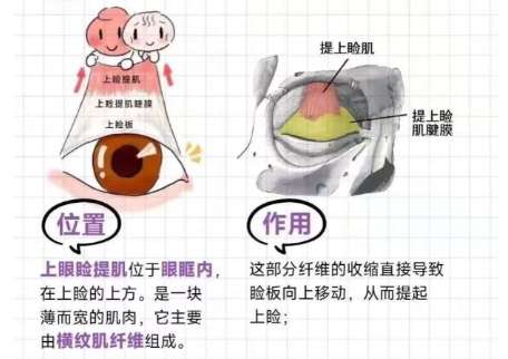 双眼皮