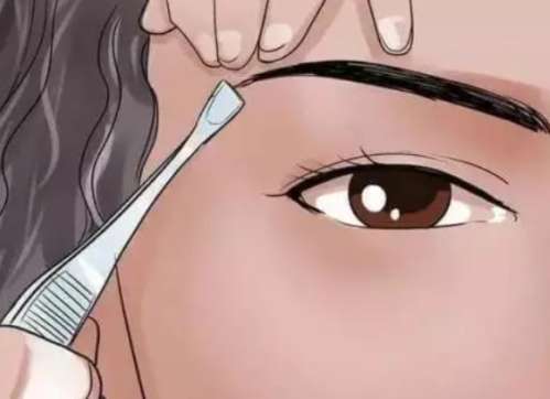 重庆纹眉价格一般多少?通常在1000-3000元