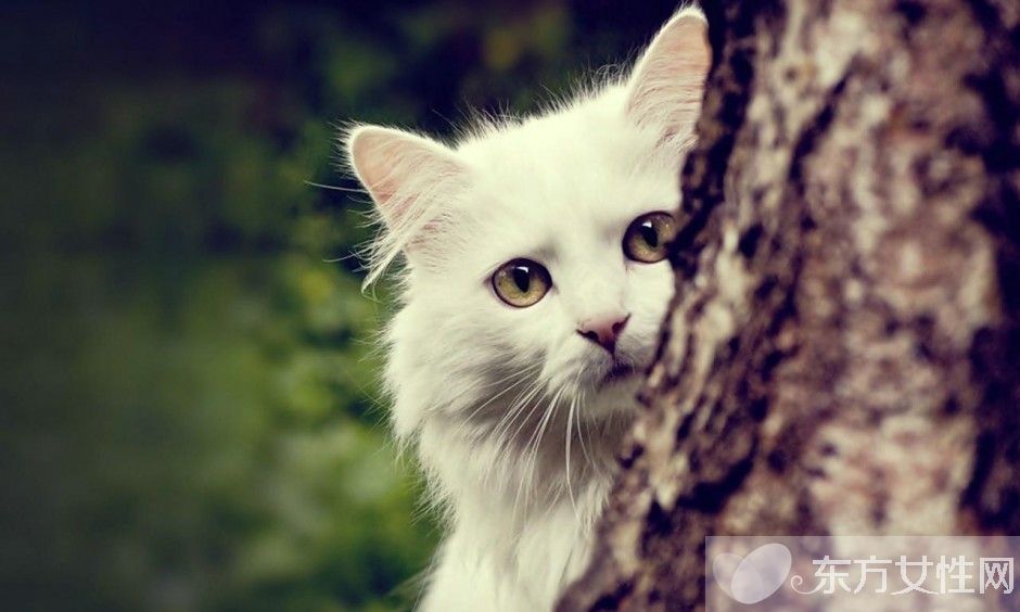 梦见许多若干猫是甚么意思 梦见猫是恶兆照样喜兆