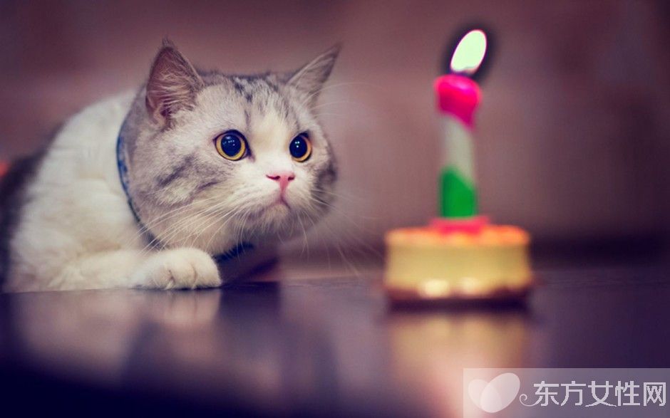 梦见许多若干猫是甚么意思 梦见猫是恶兆照样喜兆